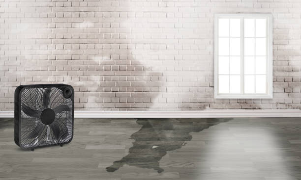 Best Water damage restoration process  in Ocean Springs, MS