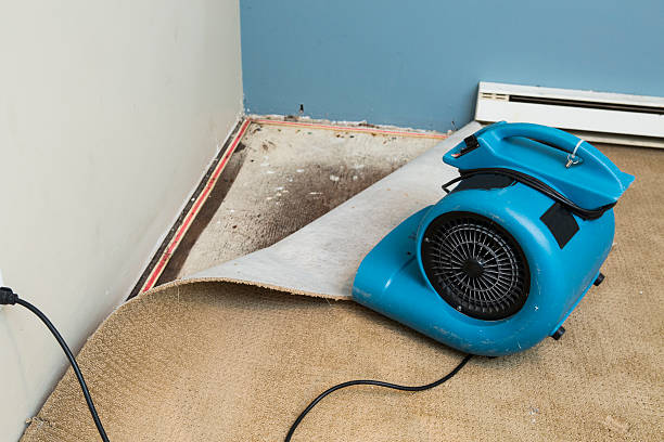 Best Mold removal after water damage  in Ocean Springs, MS